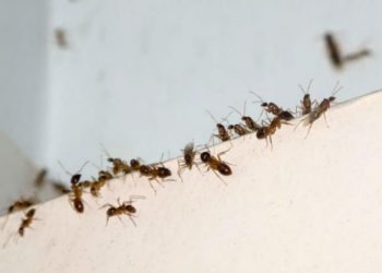 Έντομα στο σπίτι: Πώς να τα διώξετε χωρίς επικίνδυνες χημικές ουσίες