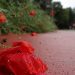 Καιρός – Μαρουσάκης: Χωρίζεται ξανά η χώρα στα δύο – Άνοιξη και χειμώνας μαζί