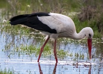 Οι πελαργοί έφεραν την άνοιξη στα Τρίκαλα (φωτό)