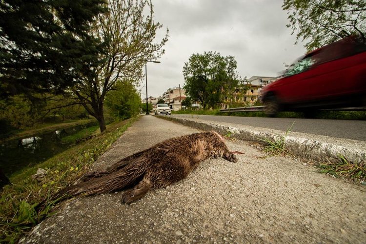 Βίδρα θύμα τροχαίου στα Τρίκαλα