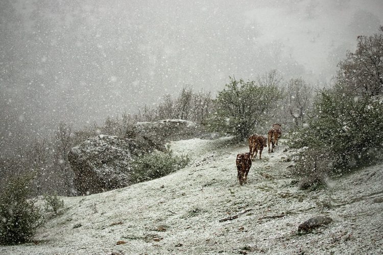Απρίλη μήνα με χιόνια στα ορεινά του Νομού Τρικάλων