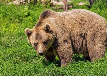 Τρόμος στη Σλοβακία: Η πρώτη θανατηφόρα επίθεση από καφέ αρκούδα εδώ και έναν αιώνα