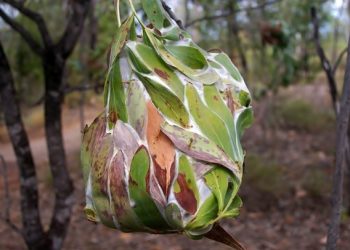 Εντυπωσιακή αρχιτεκτονική στο ζωικό βασίλειο!