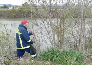 Ψάχνουν συνταξιούχο δασκάλα που αγνοείται στον Πηνειό  – Μεγάλη κινητοποίηση