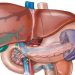 Συκώτι: Τι πρέπει να ξέρετε για την προφύλαξή από τις ηπατικές ασθένειες