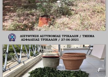 Εντοπίστηκε οργανωμένη φυτεία δενδρυλλίων κάνναβης σε περιοχή της Λίμνης Πλαστήρα