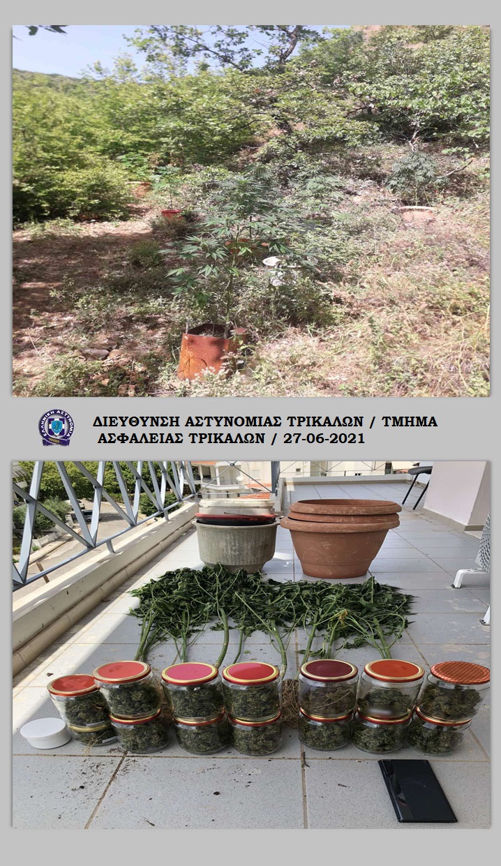 Εντοπίστηκε οργανωμένη φυτεία δενδρυλλίων κάνναβης σε περιοχή της Λίμνης Πλαστήρα