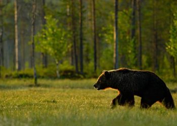 Ρωσία: Αρκούδα επιτέθηκε στην θηριοδαμαστή της – Παιδιά ανάμεσα στους θεατές