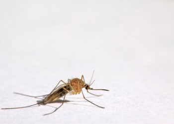 Ρωσία: Απόκοσμες εικόνες με «ανεμοστρόβιλο» από κουνούπια που «έκρυψαν» τον ήλιο (βίντεο)