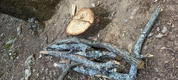 Απαράδεκτες εικόνες από την παράνομη υλοτομία στα δάση του Ιτάμου πάνω από την Πύλη