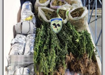 Σύλληψη για κατοχή και δενδρύλλια κάνναβης στα Τρίκαλα