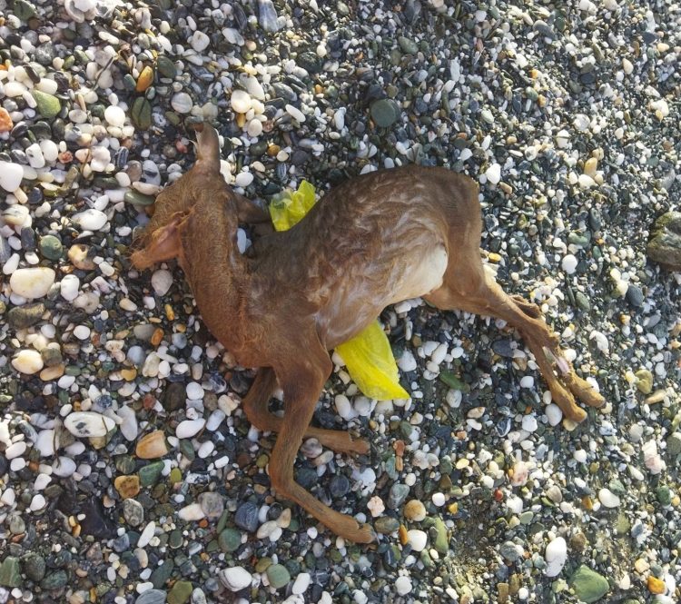 Νεκρό ελαφάκι ξέβρασε η θάλασσα στη Βελίκα
