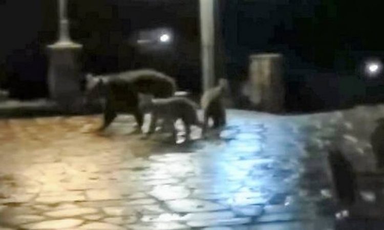 Ζαγόρι: Αρκούδα κάνει βόλτα στο χωριό με τα μικρά της – Απίστευτο βίντεο