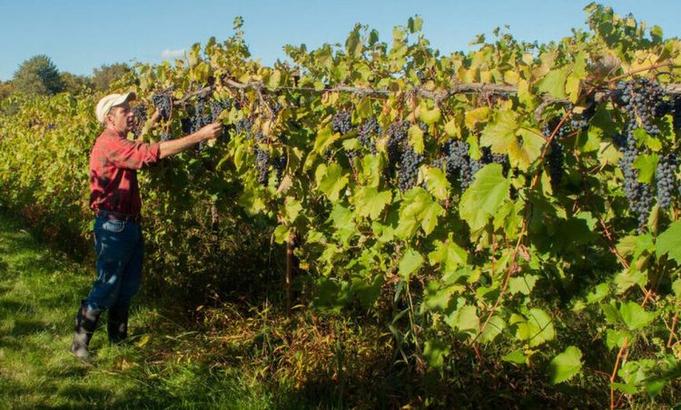 Κρασί: Μόλις δεις πώς φτιάχνεται θα καταλάβεις ότι πρόκειται για τέχνη