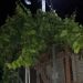 Μέτσοβο: Στην αυλή σπιτιού αρκούδα και αρκουδάκια