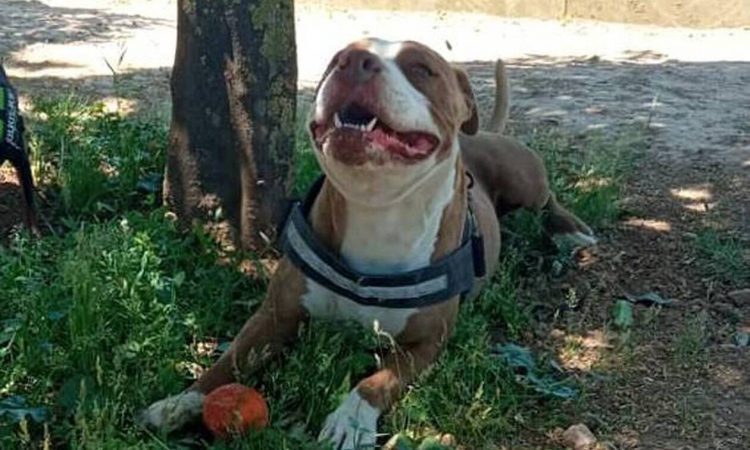Είχε δικαίωμα ο αστυνομικός να πυροβολήσει το πιτ μπουλ; Τι απαντά ειδικός