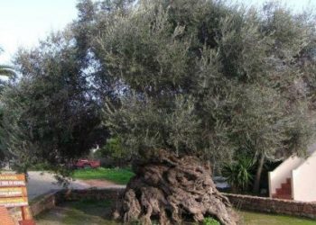 Ελιά των Βουβών: Στην Ελλάδα η αρχαιότερη ελιά του κόσμου