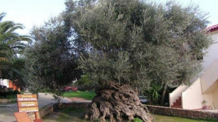 Ελιά των Βουβών: Στην Ελλάδα η αρχαιότερη ελιά του κόσμου
