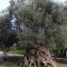 Ελιά των Βουβών: Στην Ελλάδα η αρχαιότερη ελιά του κόσμου
