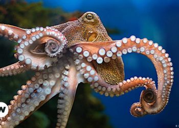 Στα χταπόδια δεν περνάει η σεξουαλική παρενόχληση…