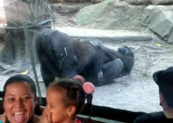 Γορίλες επιδόθηκαν σε στοματικό σεξ και οι θεατές του ζωολογικού κήπου τρελάθηκαν (video)