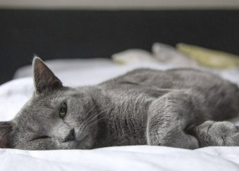 Μετακόμισες; 3 tips για να συνηθίσει η γάτα σου τον νέο χώρο