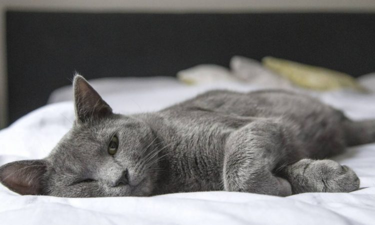 Μετακόμισες; 3 tips για να συνηθίσει η γάτα σου τον νέο χώρο
