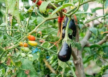 Σολανόδεντρο, ένα δέντρο που μεγαλώνουν ντομάτες, πιπεριές και μελιτζάνες