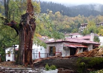Αηδόνα: Δεν άντεξε ο αρχαιότερος φτελιάς των Βαλκανίων-Κατέρρευσε μετά από 7 αιώνες ζωής