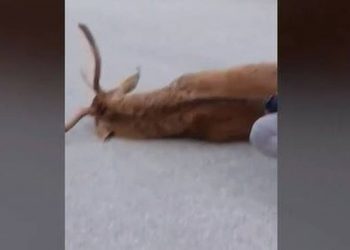 Πάρνηθα: Υποβλήθηκε σε ευθανασία το ελάφι – Η απάντηση του δασαρχείου (vid)