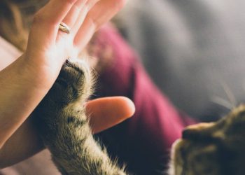 Τετράποδοι φίλοι από ατόφιο χρυσάφι: Τα πιο ακριβά κατοικίδια στον κόσμο (pics)