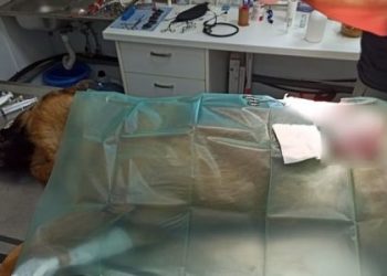 Ιωάννινα: Αδέσποτα επιτέθηκαν και τραυμάτισαν σκύλο