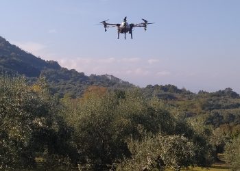 Ψεκασμοί με drones για την καταπολέμηση του δάκου της ελιάς