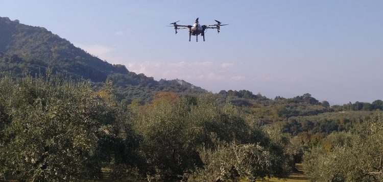 Ψεκασμοί με drones για την καταπολέμηση του δάκου της ελιάς