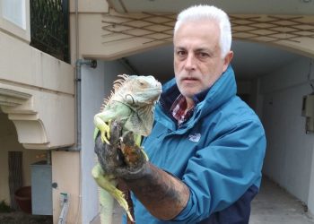 Μεγάλο ιγκουάνα βρέθηκε δίπλα σε κάδο απορριμμάτων στη Λάρισα