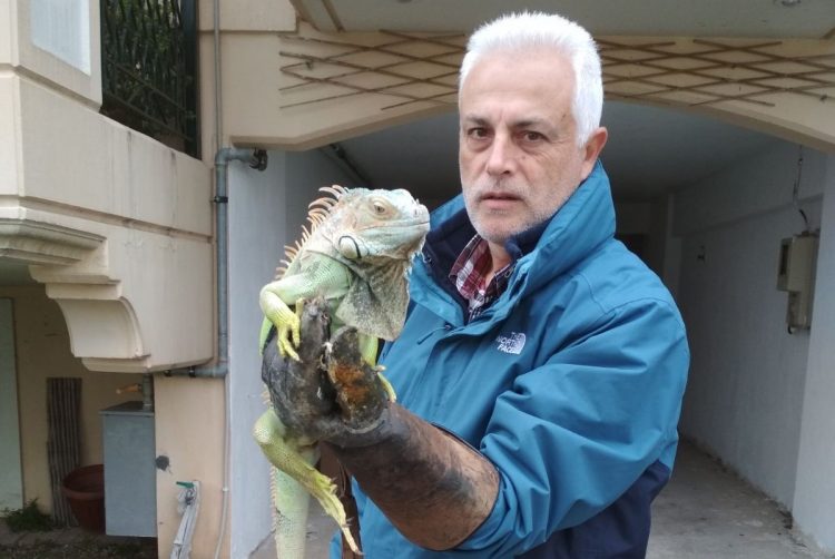 Μεγάλο ιγκουάνα βρέθηκε δίπλα σε κάδο απορριμμάτων στη Λάρισα
