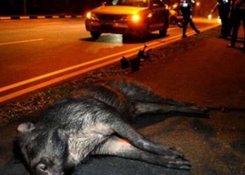 Νεαρή οδηγός τράκαρε με κοπάδι αγριογούρουνων στην Τρικάλων-Καλαμπάκας-Μεταφέρθηκε στο Νοσοκομείο