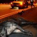 Νεαρή οδηγός τράκαρε με κοπάδι αγριογούρουνων στην Τρικάλων-Καλαμπάκας-Μεταφέρθηκε στο Νοσοκομείο