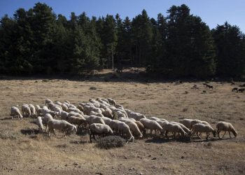 ΟΠΕΚΕΠΕ: Ξεκίνησε η απογραφή ζωικού κεφαλαίου των εκμεταλλεύσεων αιγοπροβάτων