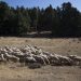 ΟΠΕΚΕΠΕ: Ξεκίνησε η απογραφή ζωικού κεφαλαίου των εκμεταλλεύσεων αιγοπροβάτων