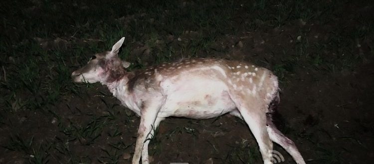 Αδέσποτα κατασπάραξαν ελάφια σε φάρμα στην Καλαμπάκα
