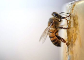 Βραζιλία: Νεκρή γυναίκα από τσιμπήματα μελισσών