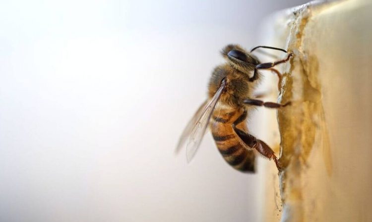 Βραζιλία: Νεκρή γυναίκα από τσιμπήματα μελισσών
