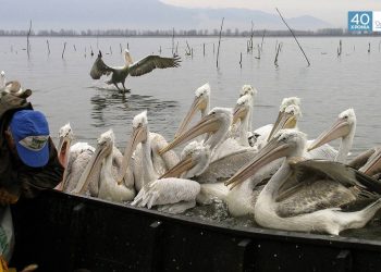 Παγκόσμια Ημέρα Υγροτόπων: Το καταφύγιο χιλιάδων πουλιών, χρειάζεται την προστασία μας