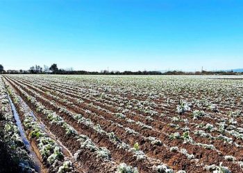 Προειδοποιητικό σήμα σε αγρότες και κτηνοτρόφους εν όψει του ισχυρού παγετού