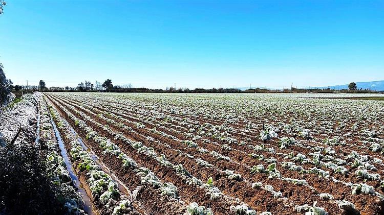 Προειδοποιητικό σήμα σε αγρότες και κτηνοτρόφους εν όψει του ισχυρού παγετού