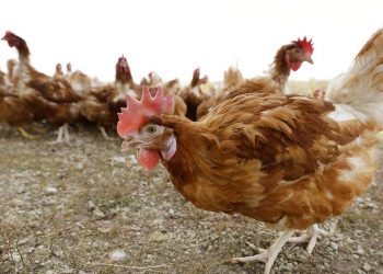 Γρίπη πτηνών: Θανατώθηκαν 33 εκατ. πουλιά στη Βόρεια Αμερική