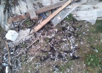 Αρκούδα έφτασε στα πρώτα σπίτια της Κρανιάς Ασπροποτάμου, μπήκε σε κοτέτσι και κατασπάραξε τις κότες