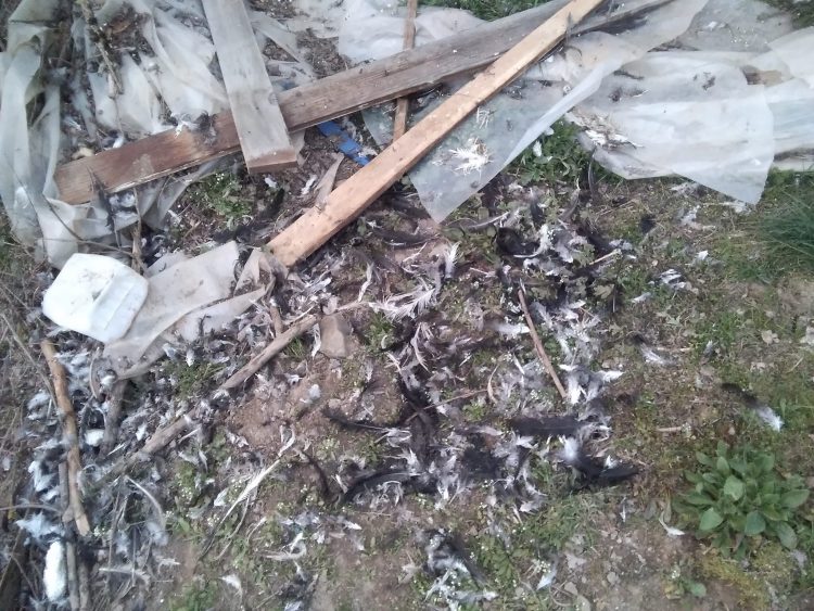 Αρκούδα έφτασε στα πρώτα σπίτια της Κρανιάς Ασπροποτάμου, μπήκε σε κοτέτσι και κατασπάραξε τις κότες