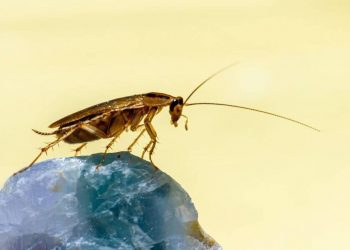 ΗΠΑ: Χαμός σε ξενοδοχείο – Κατσαρίδα μπήκε στο αυτί πελάτη και τον κούφανε